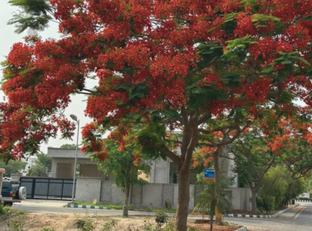 Gulmohar Tree