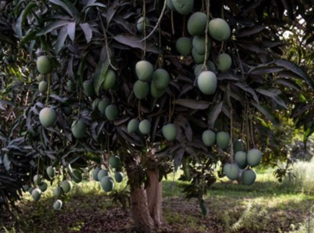 Mango Tree