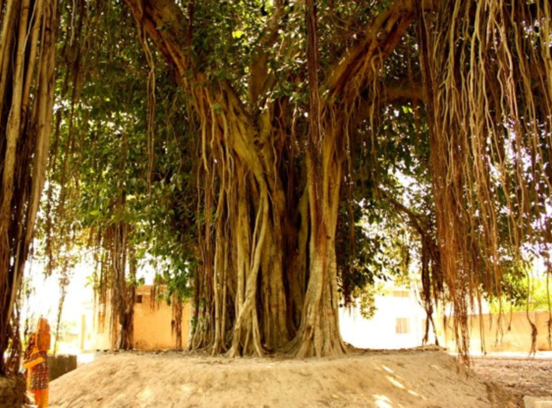Banyan Tree