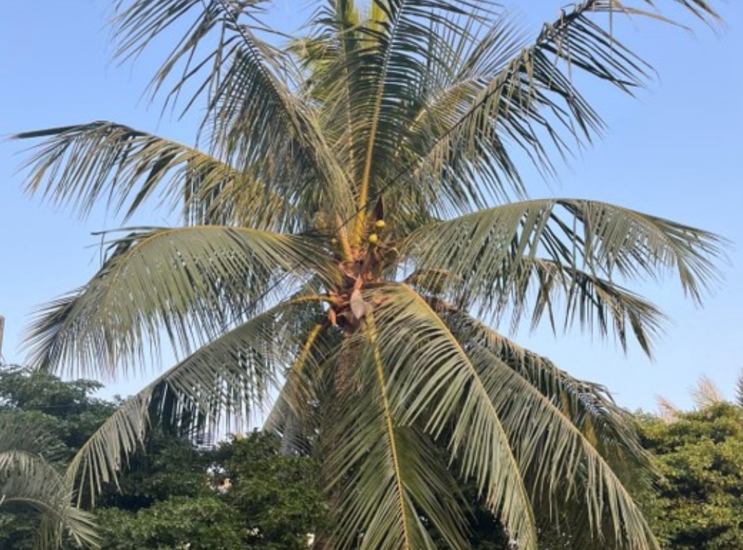 Coconut Tree